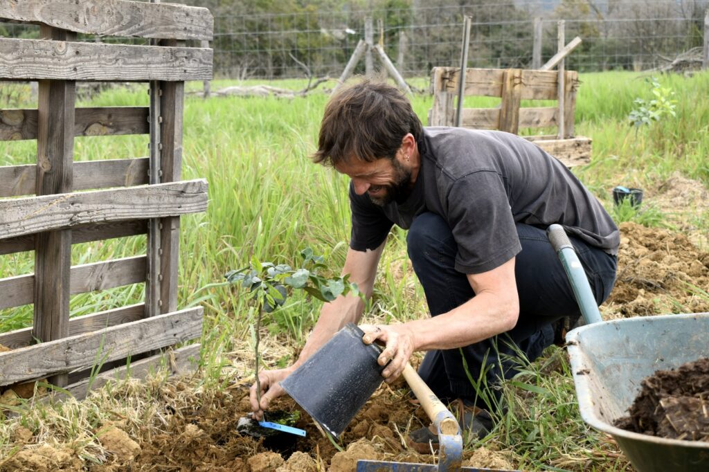 Planter des arbres